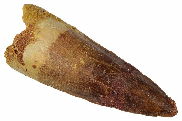 Fossil Spinosaurus Tooth - Real Dinosaur Tooth #331312